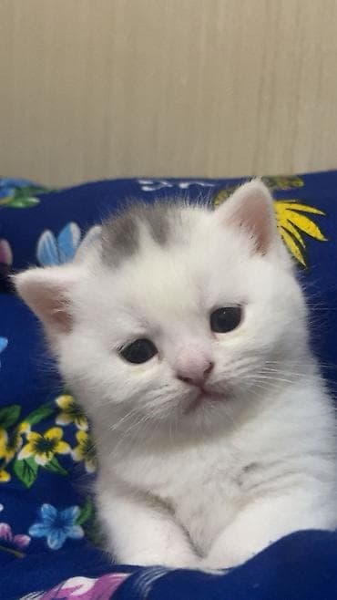 pişik tasma: Şotland yastı qulaq — 3