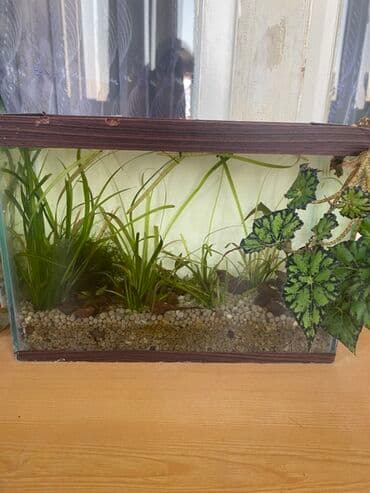 Akvariumlar: Dördbucaq akvarium, Balıqlarla birlikdə, 10 l, Ünvandan götürmə — 1