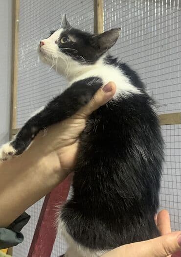 Pişiklər: Yaxşı əllərə — 1