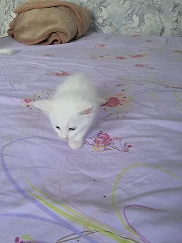 Кошки: Самка, В добрые руки, Самовывоз — 1