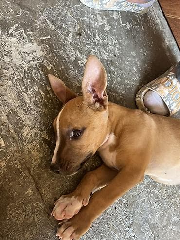 pitbull balaları: Pitbul, 2 ay, Erkek, Ödənişli çatdırılma — 3