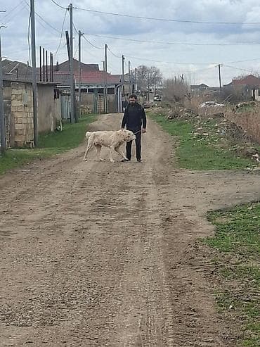 K/t heyvanları və malları: Alabay, Peyvəndli — 2