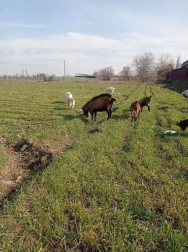 bala quzular: Satılır – xırdabuynuzlu heyvan sürüsü (keçilər) - Şəkillərdə müxtəlif — 3