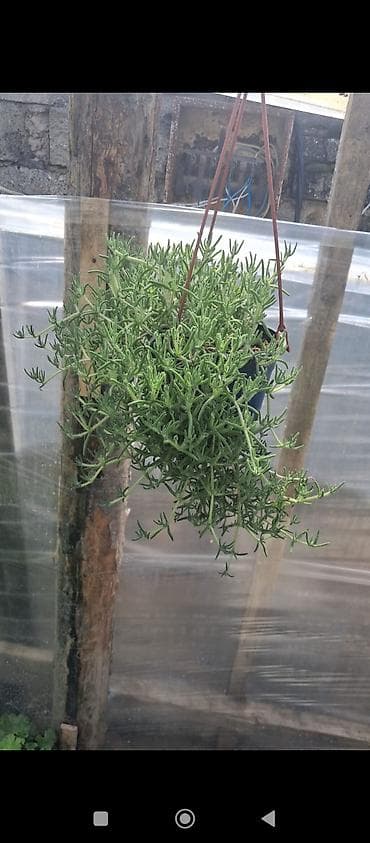 qazan desderi: Asma saksıda “Buzgülü” (Delosperma/Trailing Ice Plant) – — 4