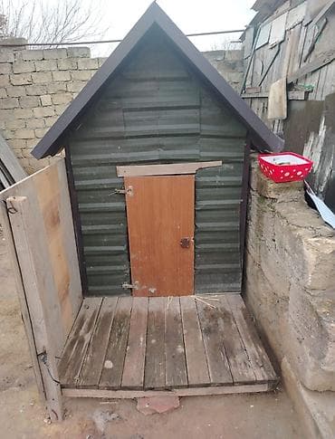 İt yuvası heç bir problemi yoxdur