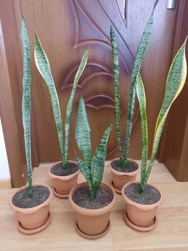 Букетные цветы: Sansevieria gülü — 1