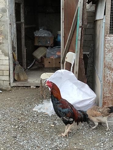 kanqal satilir: Salam temiz qan türk cinsi heyratı xoruzları iki xoruzada satılır eyni — 10