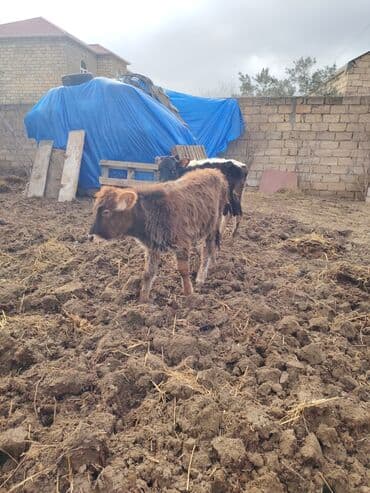 Heyvanlar üçün mallar: Super saglam saxlamali danadi zeng catmasa vapcatla zeng vur — 2