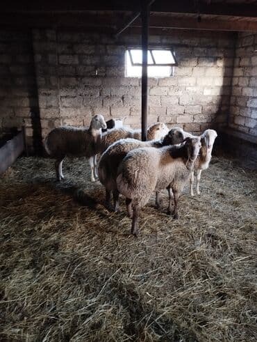 toyuq korlugu nedir: Salam kilosu 17 manata kəsilib verilir — 3