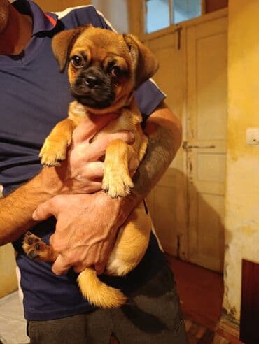 xasqi itləri: Mops, 3 ay, Dişi — 1