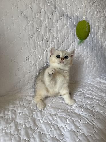 Qızıl şinşilla, Erkək