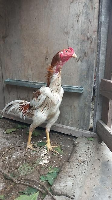 Aseel tipli xoruz 8 aylıqdı təmiz Qandı hələ banlamaxa başlamayıb — 3