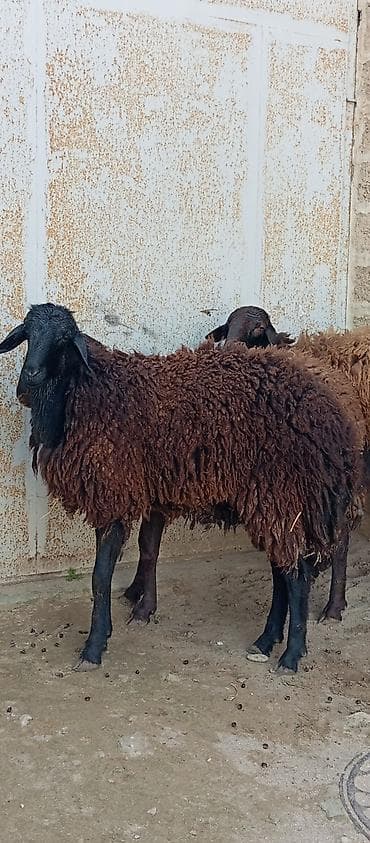 qoyun barter: Salam ünvan Bakıin maştağa kendi obşi 3 baş əsil damazliq üçün qoçlar — 3
