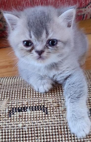 mimi: Şotland yastı qulaq — 2