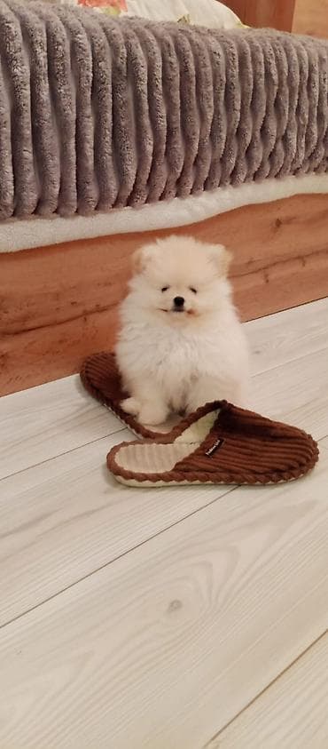 mustanq heyvan: Şpitz — 1