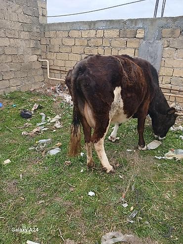 cuce ve xoruz temsili: Tecili sok sok qimete inek satilir tecilisagilir 6 litir sudu var — 4