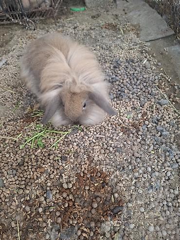 en yaxsi bugda sortu: Holland lop cinsi Ev dovşanları – tüklü miniatür bala dovşanlar şəkil — 3