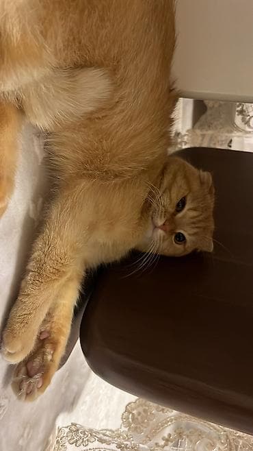 взять котёнка бесплатно: Шотландская, Самец, Бесплатная доставка — 9