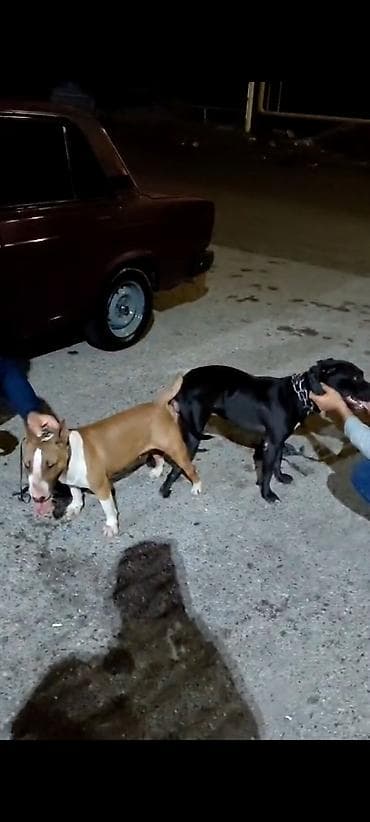 İtlər: Salam Pitbul terier və bull terier balası satılır YANVARIN1-i olub — 1