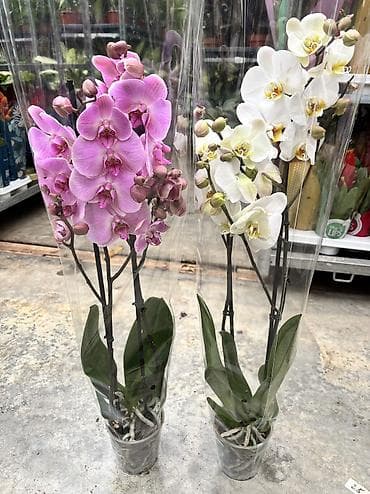 bit bazarı: Сüt çubuq orxideyalar satışda. Vatsapp mövcuddur!. Çatdırılma — 7