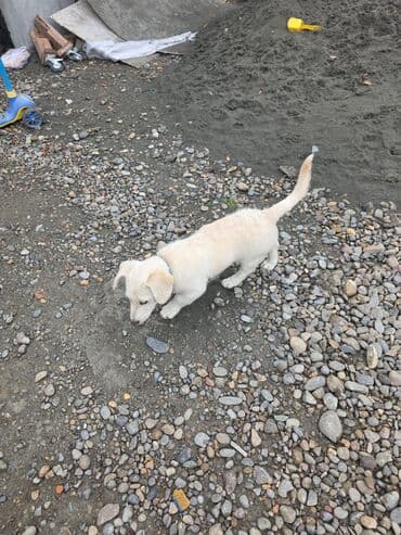 it davasi 2019: 5 ay, Erkek, Pulsuz çatdırılma — 1