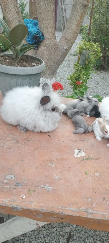 bala dovşanlar: Akor bala 10m — 4