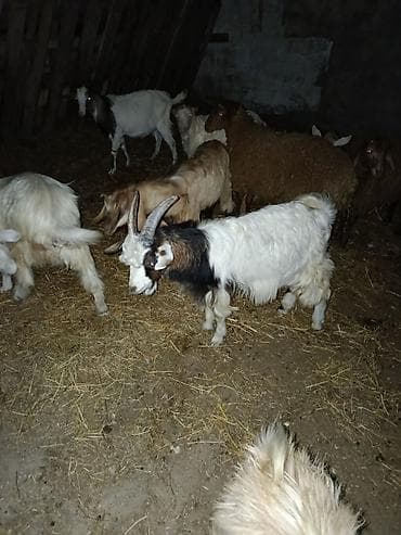 helep keci: Qoyun-keçi sürüsü - Şəkillərdə müxtəlif cinsli qoyun və keçilərdən — 7