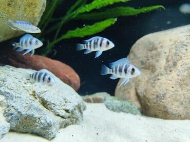 gence dovsan: Cixlid balığı, Sülhsevər — 4