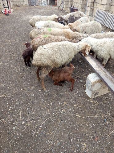 cins iney: 11 baş ana qoyun 4 doğub qalani yetik boğaz hamsı sağlam heyvanidi — 2