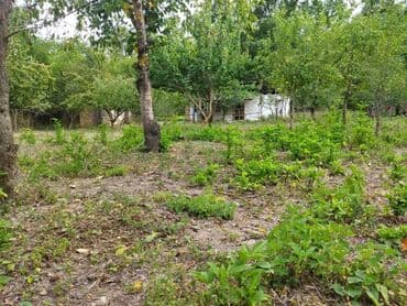 продается земельный участок: 24 sot, Kənd təsərrüfatı, Kupça (Çıxarış) — 6