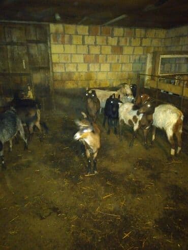 çəpiş əti: Keçilər satılır razılaşma yolu ilə - Növ: yerli keçilər (dişi və — 4