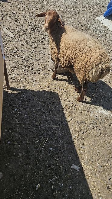 приют для животных в баку адрес: Salam qurbanliq damazlig quzular 32.25 arasi diri ceeri var — 3