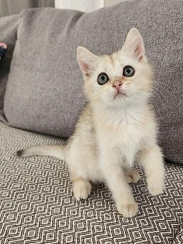 Erkək, Ödənişli çatdırılma lalafo.az -da Erkək, Ödənişli çatdırılma