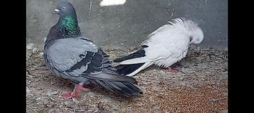 ucuz göyərçinlər: Salam gorduyunuz qusdarın ikisidə tutulmadı 16.17 tuklerdiler Goy — 4