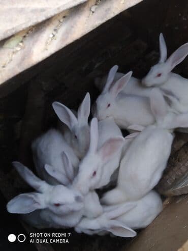 dovşan qiymətləri: Ağ albinos dovşanlar – eyni yuvalamadan olan bir neçə baş. 8 ildir — 5
