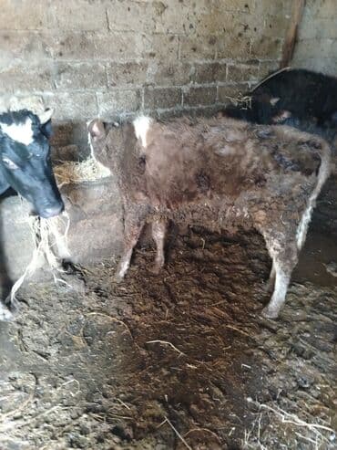 mal qara: Salam diwi dana satilir anasi 20 letir sut verendi reyal alici. Yiga — 2