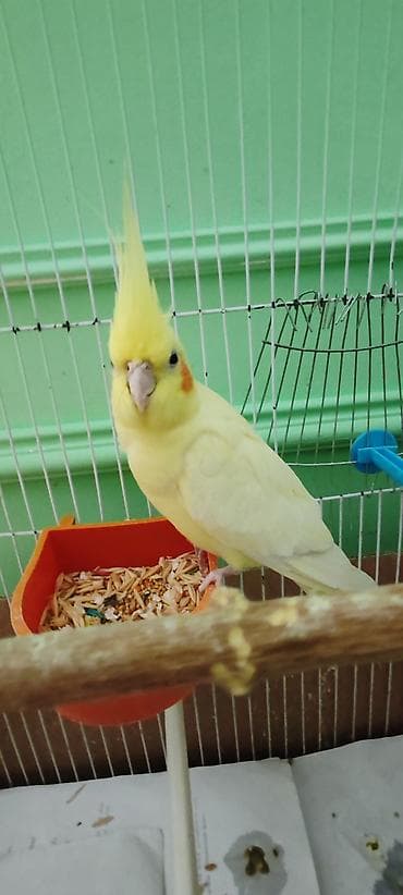 karella quslari: Korilla quşları 2 dişi bir erkek — 3
