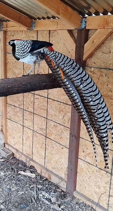 goyercin yuvasi satilir: 3 illik Almaz qırqovul satılır. Erkəyin uzun, zolaqlı quyruğu və — 1