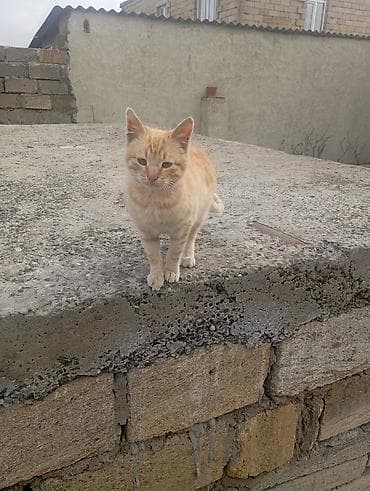 qara pişik adları: Dişi — 4