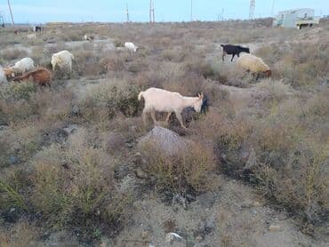 Inəklər, öküzlər: Qoyun-keçi sürüsü - Tərkibi: müxtəlif rənglərdə yerli cins keçilər və — 3