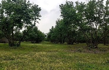 07 sekilleri peredok: Fındıq bağı – məhsuldar, baxımlı sahə - Mədəni fındıq kolları — 8