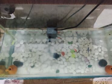 yuxuda qaz gormek: Dördbucaq akvarium, Balıqlarla birlikdə, 35 l, Ünvandan götürmə — 2