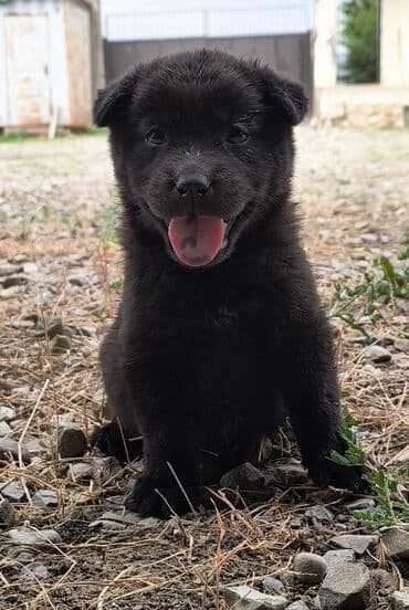 itlərin cütləşməsi: 1 ay, Erkek — 2