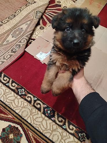 itləe: Alman çoban iti, 2 ay — 2