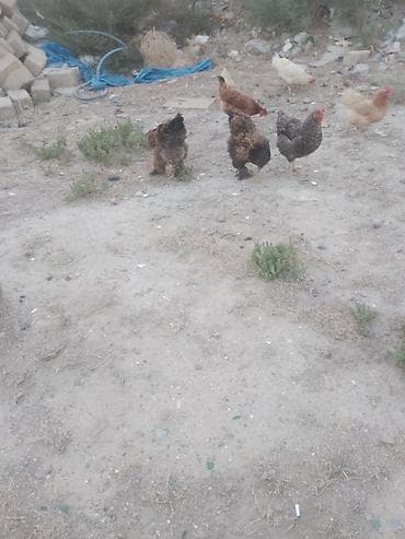 heyvanlar: Salam. Bramo toyoqlarıdı. Sağlam və baxımlı heyvanlardır. 1 yaşları — 4