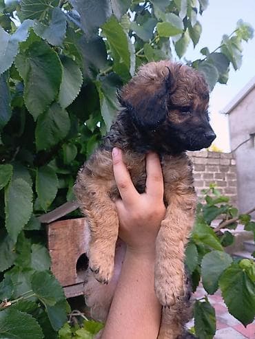 İtlər: Pudel, 3 ay, Erkek, Peyvəndli, Ödənişli çatdırılma — 2