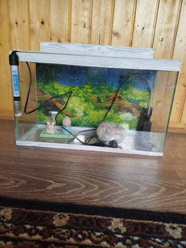 ton balığı qiyməti: Balıq akvarium vəziyyəti yaxşıdır — 3