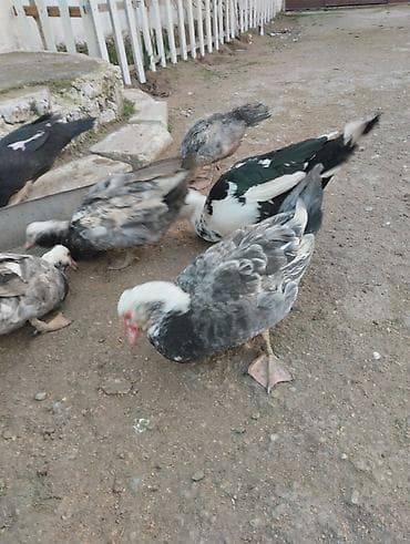 Куры: Самец, | Lal ordek, Для мяса — 2