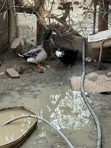 it aliram bakida: Erkək, Damazlıq — 4