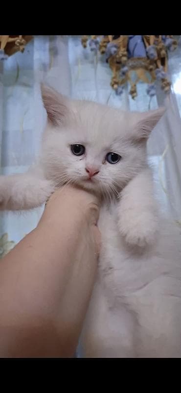 mal inək: Britan — 1